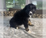 Puppy Girl 6 Australian Shepherd