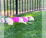 Small #7 Labradoodle