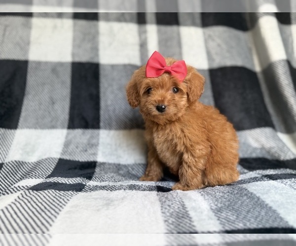 Medium Photo #6 Cockapoo (Miniature) Puppy For Sale in LAKELAND, FL, USA