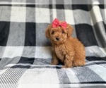 Small #5 Cockapoo (Miniature)