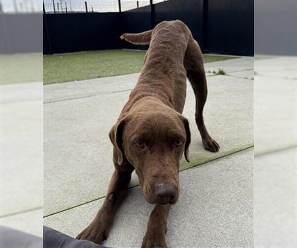 Medium Photo #1 Chesapeake Bay Retriever Puppy For Sale in San Martin, CA, USA