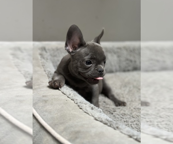 Medium Photo #2 French Bulldog Puppy For Sale in SOUTHGATE, MI, USA