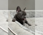 Small #1 French Bulldog