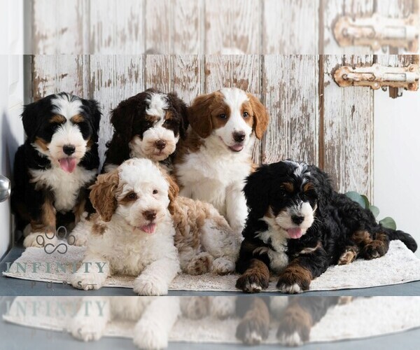 Medium Photo #2 Bernedoodle (Miniature) Puppy For Sale in SUNBURY, PA, USA