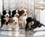 Small #1 Bernedoodle (Miniature)