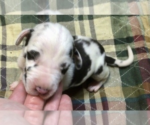 Great Dane Puppy for sale in BANGOR, WI, USA