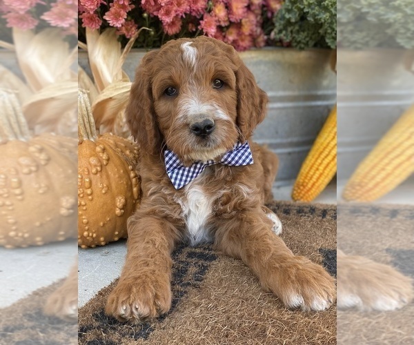 Medium Photo #2 Irish Doodle Puppy For Sale in WOOSTER, OH, USA