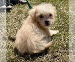 Jolene - Female Shih Tzu-Unknown Mix Dog for Adoption - Small photo