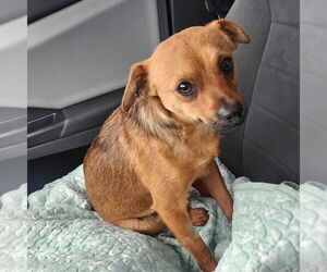 Chihuahua-Unknown Mix Dogs for adoption in Texarkana, TX, USA