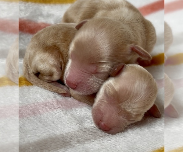 Medium Photo #1 Cavapoo Puppy For Sale in WAUSEON, OH, USA