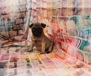 Pug Puppy for sale in JOICE, IA, USA