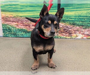 Doxie-Pin Dogs for adoption in Moreno Valley, CA, USA