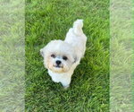 Small #1 Shih Tzu Mix