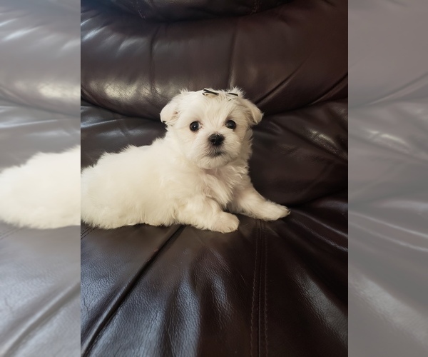 Medium Photo #5 Maltese Puppy For Sale in OPELIKA, AL, USA