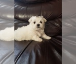 Small Photo #5 Maltese Puppy For Sale in OPELIKA, AL, USA