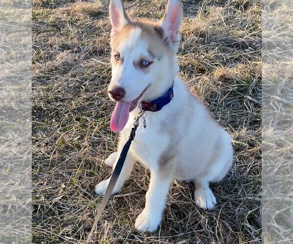 Medium Photo #1 Siberian Husky Puppy For Sale in COSHOCTON, OH, USA