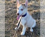 Small Photo #1 Siberian Husky Puppy For Sale in COSHOCTON, OH, USA
