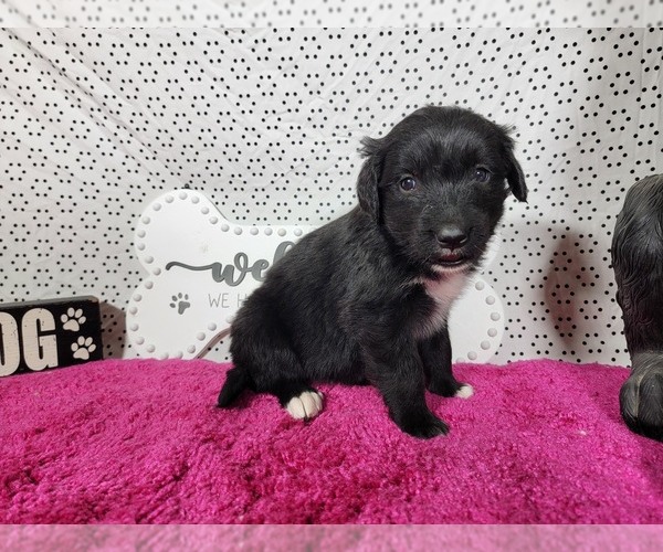 Medium Photo #2 Golden Mountain Dog Puppy For Sale in BLACK FOREST, CO, USA