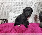 Small #1 Golden Mountain Dog