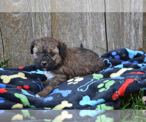 Medium Poodle (Miniature)