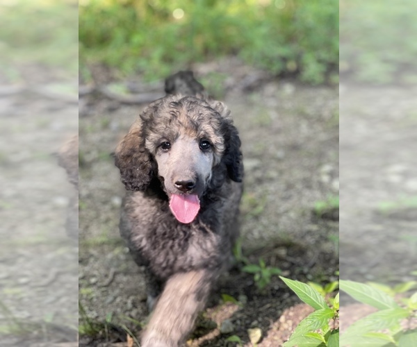 Medium Photo #2 Poodle (Standard) Puppy For Sale in PLEASANT HILL, MO, USA