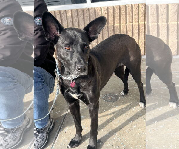 Medium Photo #2 Mutt Puppy For Sale in Rockville, MD, USA