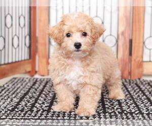Bichon Frise-Poochon Mix Puppy for sale in NAPLES, FL, USA
