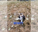 Small Photo #1 Pembroke Welsh Corgi Puppy For Sale in GRAHAM, WA, USA