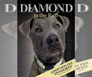 Mutt Dogs for adoption in Rockaway, NJ, USA