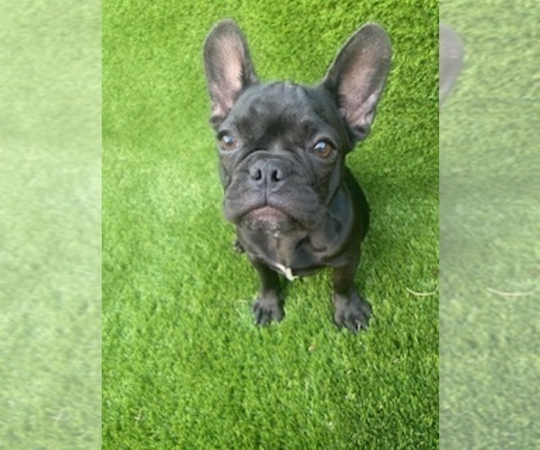 Medium Photo #1 French Bulldog Puppy For Sale in FLEMING ISLAND, FL, USA