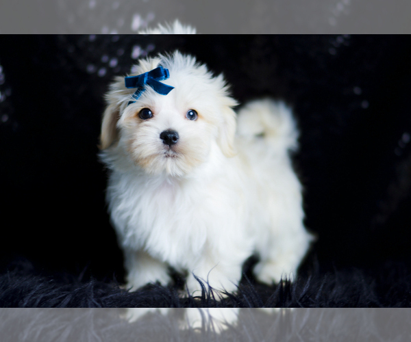 Medium Photo #86 Morkie Puppy For Sale in WARSAW, IN, USA