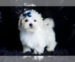 Small Photo #86 Morkie Puppy For Sale in WARSAW, IN, USA