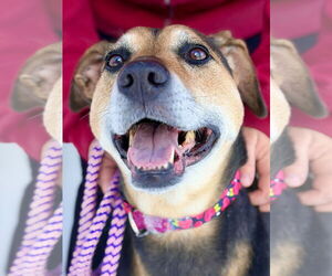 Mutt Dogs for adoption in West Cornwall, CT, USA