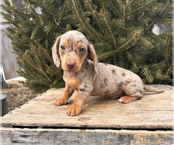 Medium Photo #1 Dachshund Puppy For Sale in MIDDLEBURY, IN, USA