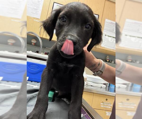 Medium Photo #1 Mutt Puppy For Sale in Riverside, CA, USA