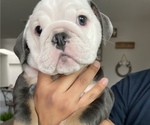 Small Photo #4 English Bulldog Puppy For Sale in MISSION VIEJO, CA, USA