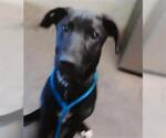 Small German Shepherd Dog