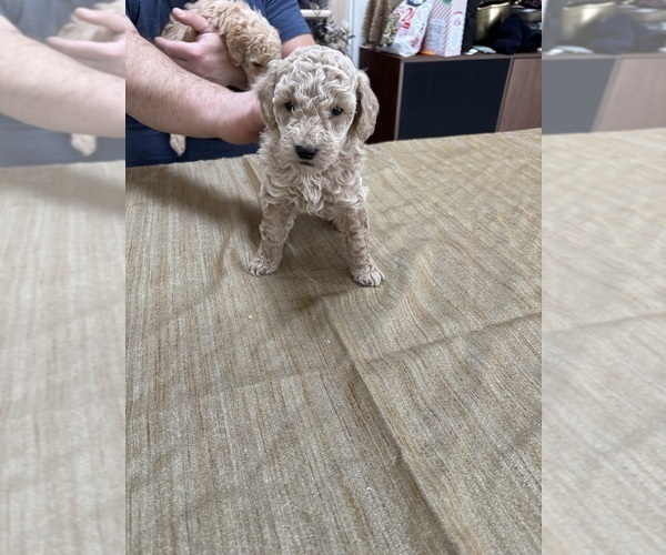 Medium Photo #37 Poodle (Miniature) Puppy For Sale in EAST AMHERST, NY, USA