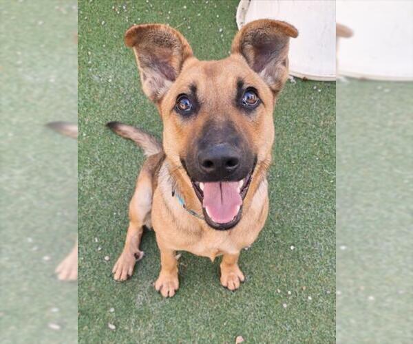 Medium Photo #1 German Shepherd Dog-Unknown Mix Puppy For Sale in Woodland, CA, USA