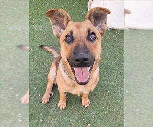 German Shepherd Dog-Unknown Mix Dogs for adoption in Woodland, CA, USA