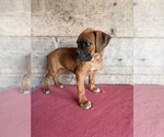 Litter of 9 - Male(s) and Female(s) BoxerLitter of Puppies for Sale - Photo #30