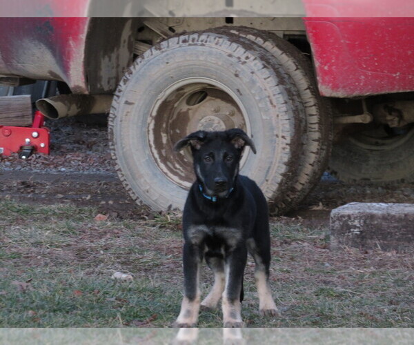 Medium Photo #6 German Shepherd Dog Puppy For Sale in NATHALIE, VA, USA