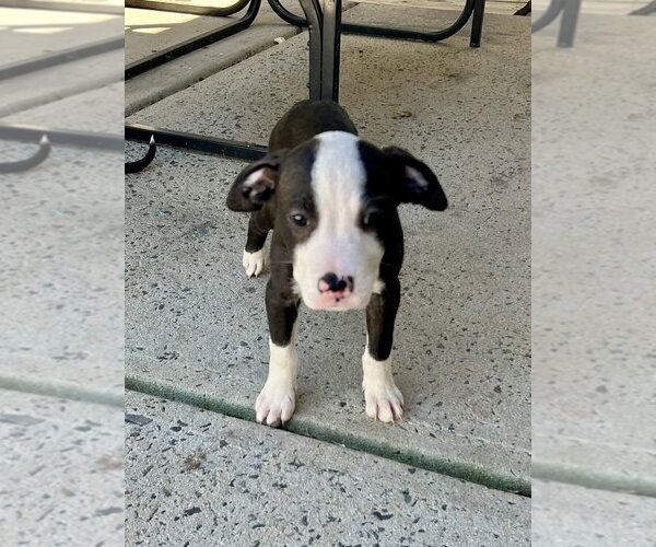 Medium Photo #4 Mutt Puppy For Sale in Mooresville, NC, USA
