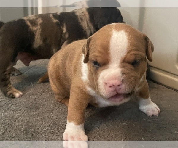 Medium Photo #143 American Bully Puppy For Sale in REESEVILLE, WI, USA