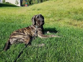Great Dane Puppy for sale in SAINT PAUL, MN, USA
