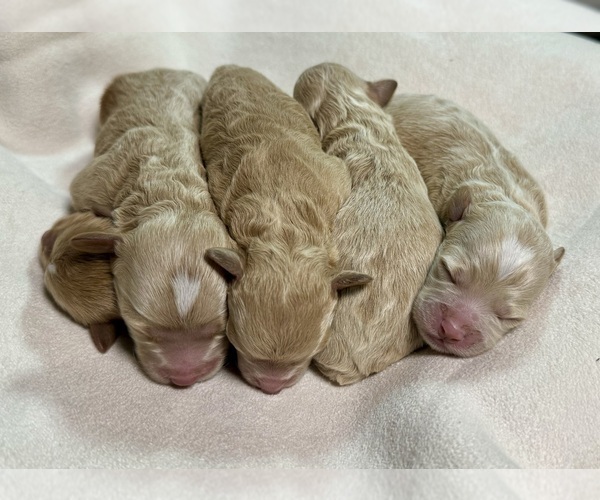Medium Photo #27 Goldendoodle (Miniature) Puppy For Sale in HALTOM CITY, TX, USA