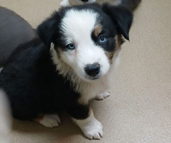 Medium Photo #1 Miniature Australian Shepherd Puppy For Sale in MILTON, WI, USA