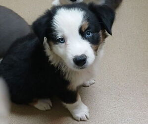 Miniature Australian Shepherd Puppy for sale in MILTON, WI, USA