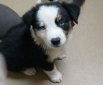 Image preview for Ad Listing. Nickname: Blue Eyes