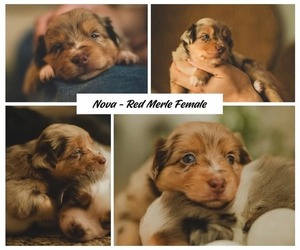 Miniature Australian Shepherd Puppy for sale in SARASOTA, FL, USA
